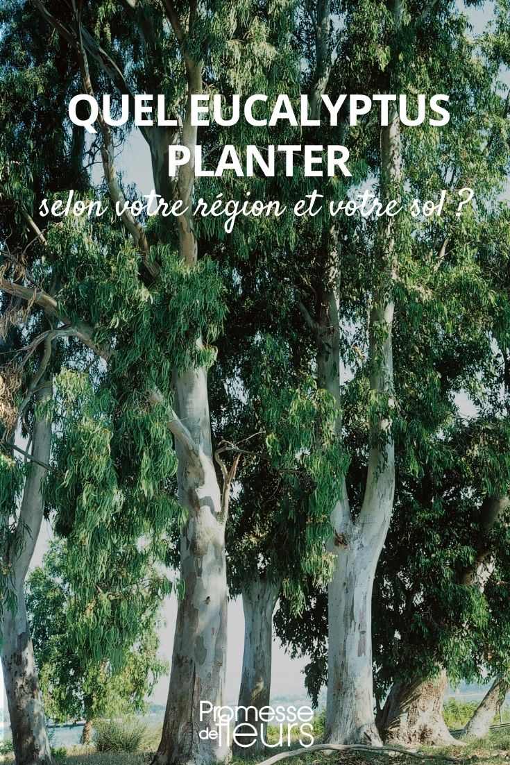 quel eucalyptus planter