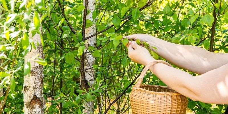 récolter les feuilles de bouleau