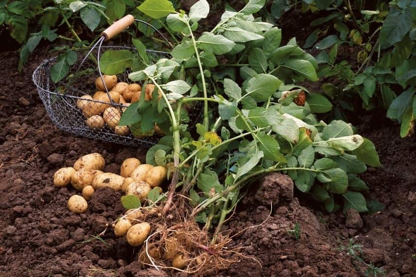 Pomme de terre : plantation, entretien - Côté Maison