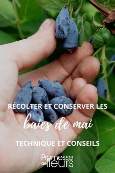 récolter conserver baies de mai