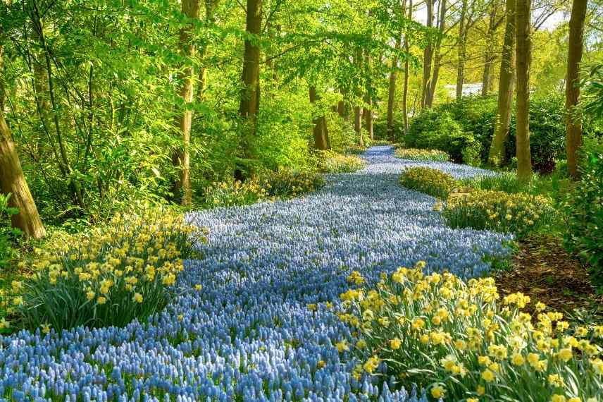 Aménager un jardin bleu