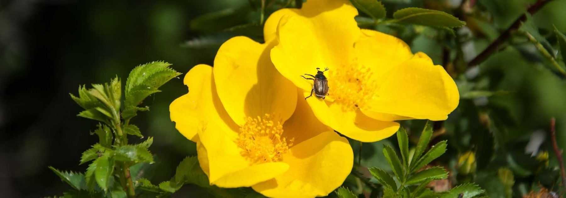 5 rosiers à fleurs d’églantines jaunes