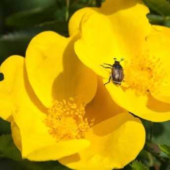 5 rosiers à fleurs d’églantines jaunes