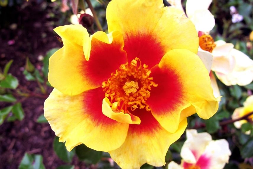 rosier bicolore à fleurs d'églantine jaune et rouge