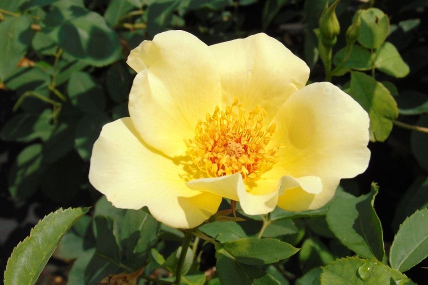 rosier arbustif à fleurs d'églantine jaunes