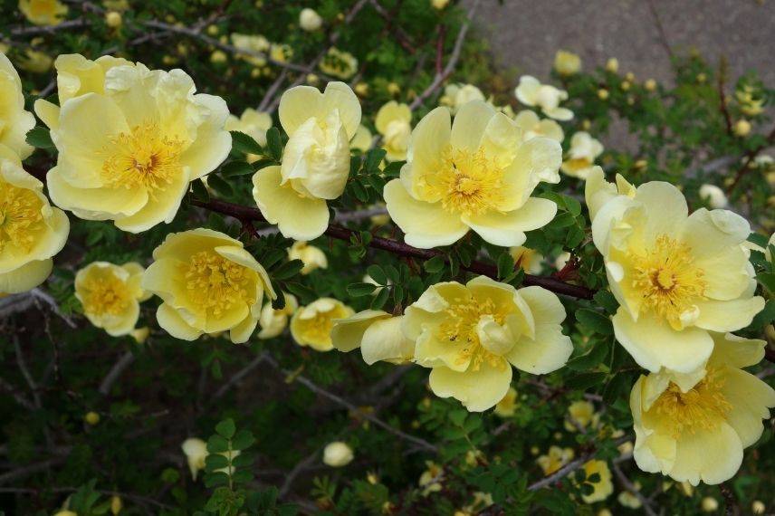 rosier botanique à fleurs d'églantine jaunes