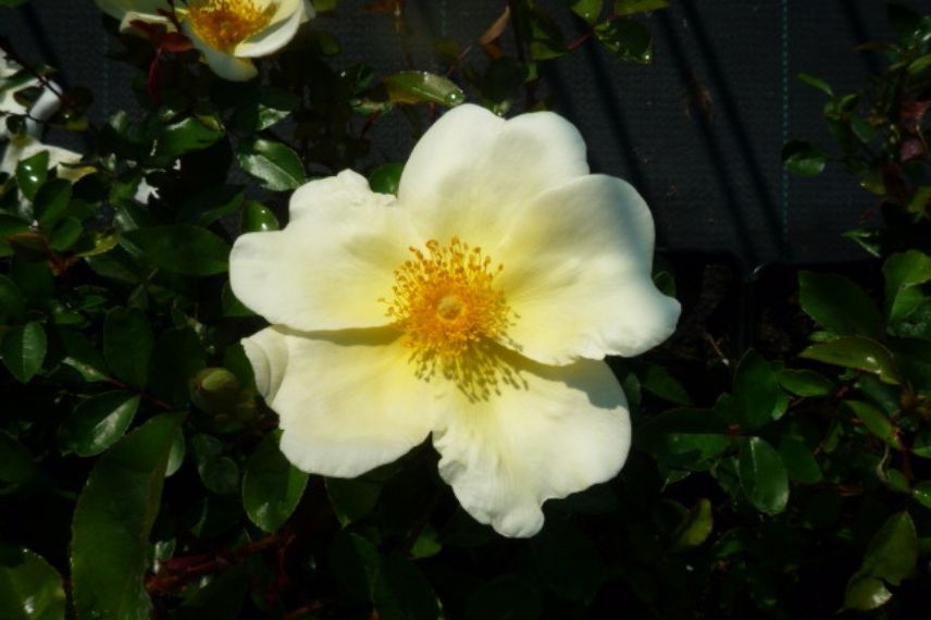 rosier grimpant à fleurs d'églantine jaunes