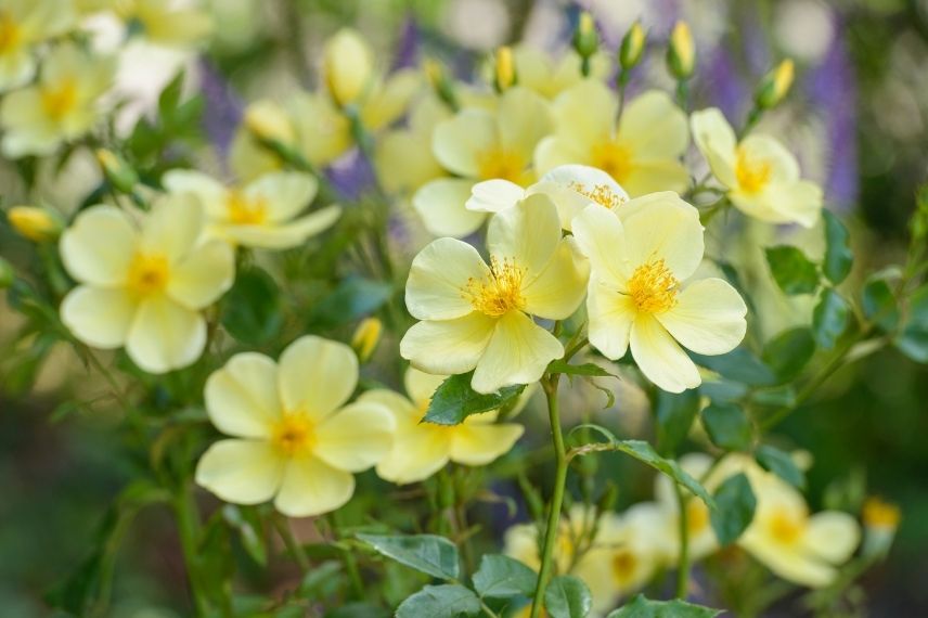 rosier à fleurs d'églantine jaune pâle