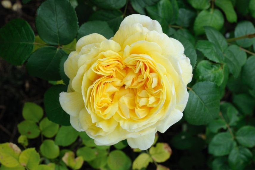 rosier david austin à fleurs jaune ambré