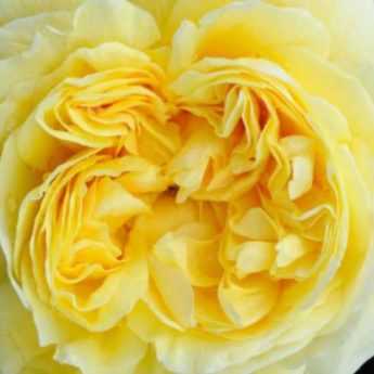 9 rosiers anglais David Austin à fleurs jaunes