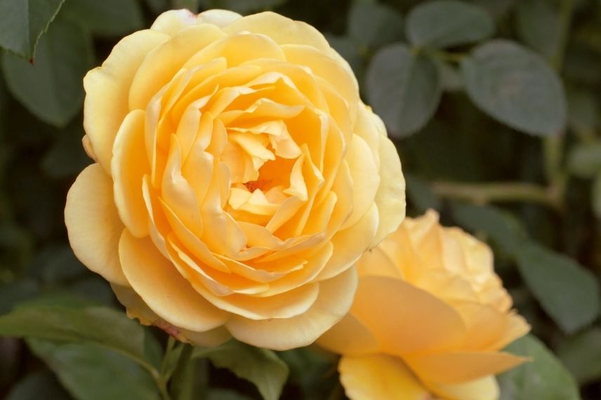rosier david austin à fleurs doubles jaunes