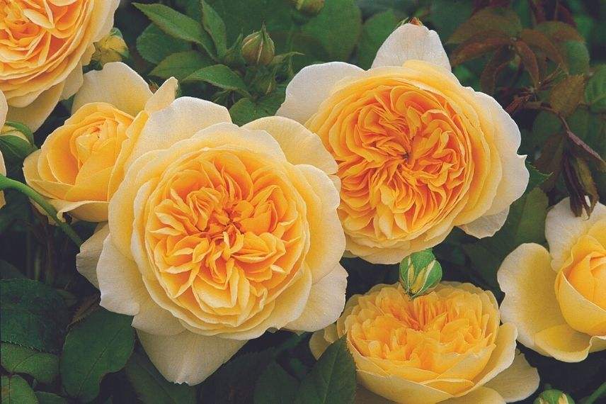 rose double jaune david austin 