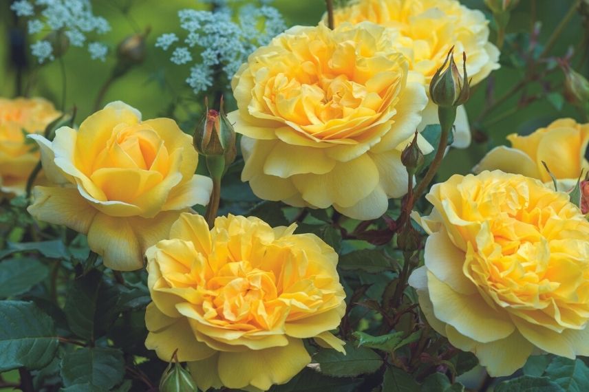 rosier david austin à fleurs jaunes parfumées