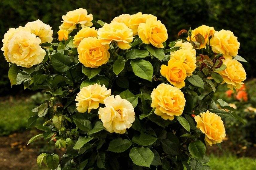 rosier buisson à roses doubles jaunes