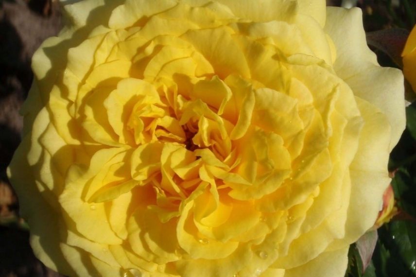 rosier buisson à fleurs doubles jaunes