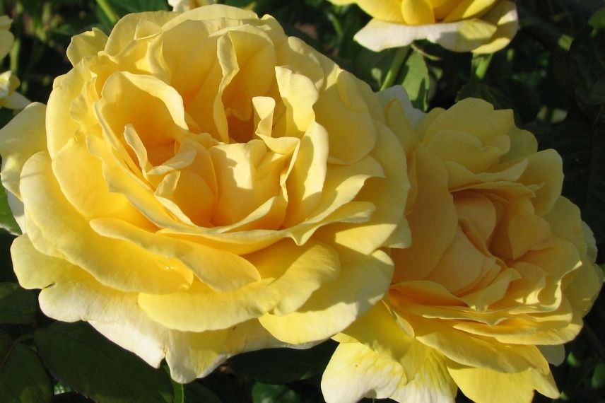 rosier buisson à grandes fleurs épicées jaunes 
