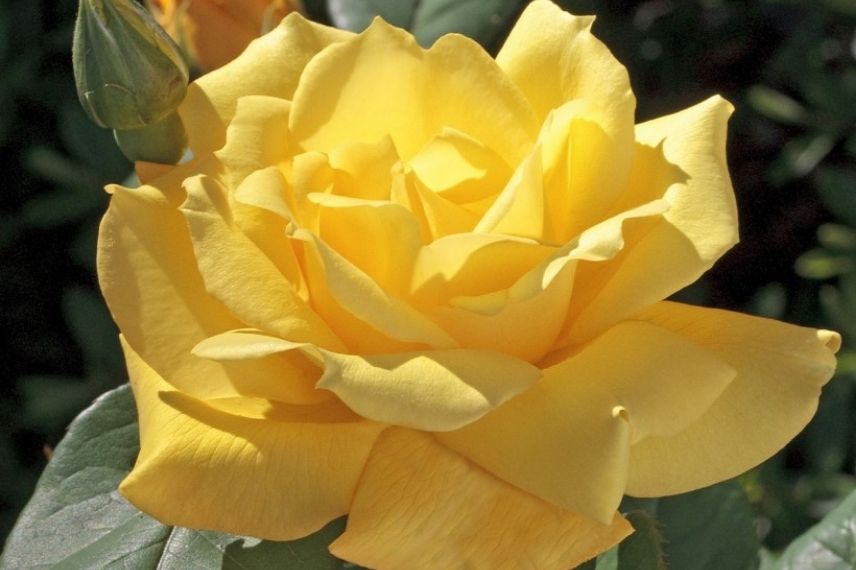 rosier buisson à grosses fleurs jaunes