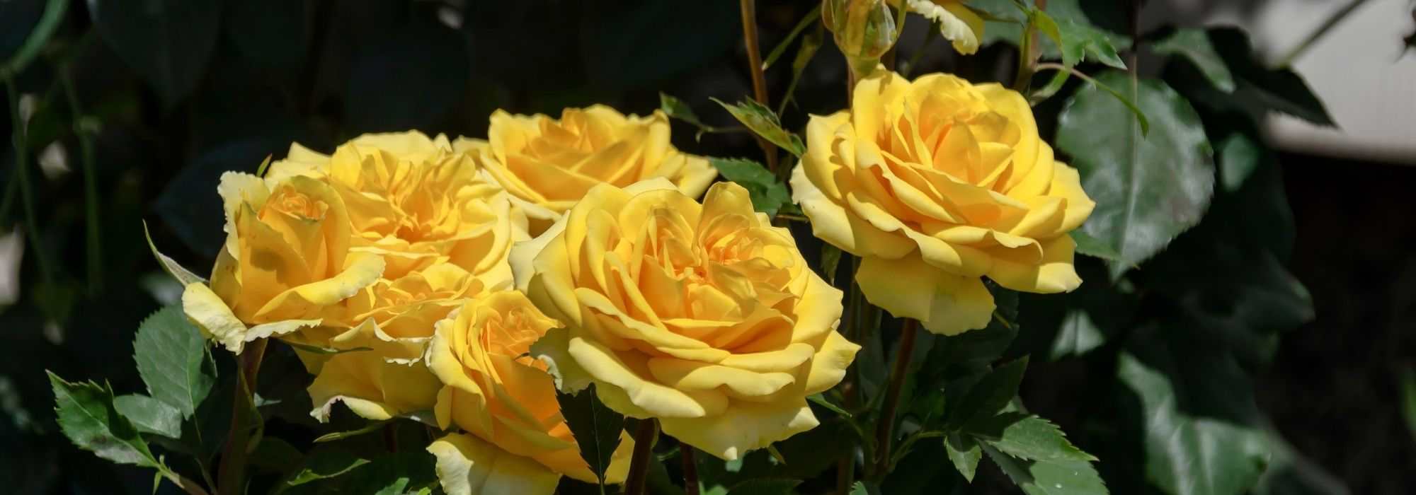6 rosiers buissons à grandes fleurs jaunes