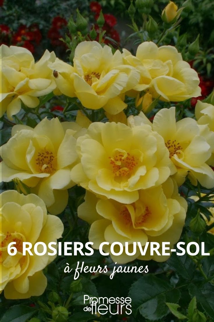 rosier couvre-sol fleurs jaune