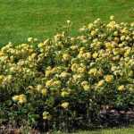 6 rosiers couvre-sol à fleurs jaunes