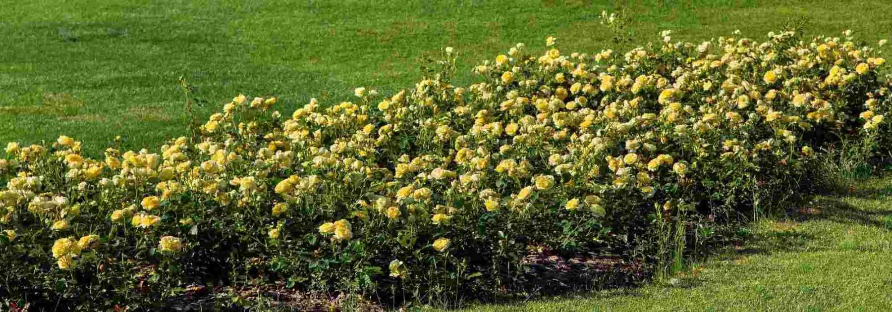 6 rosiers couvre-sol à fleurs jaunes