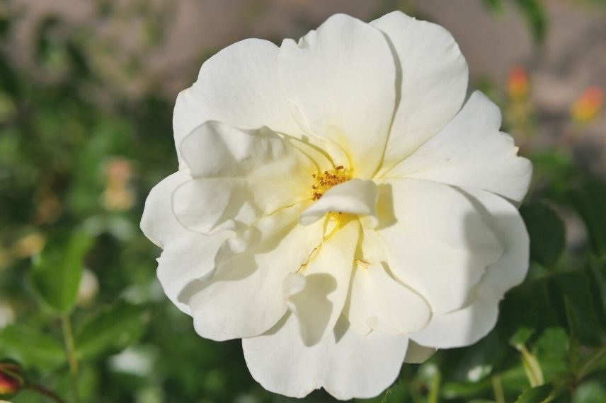 rosier couvre-sol à fleur jaune clair