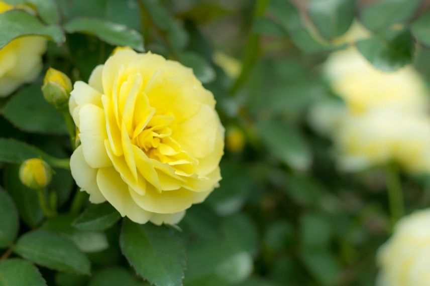 rosier rampant à fleur jaune