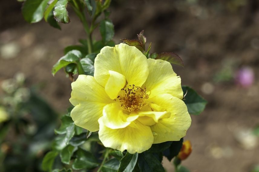 rosier nain à fleurs jaunes