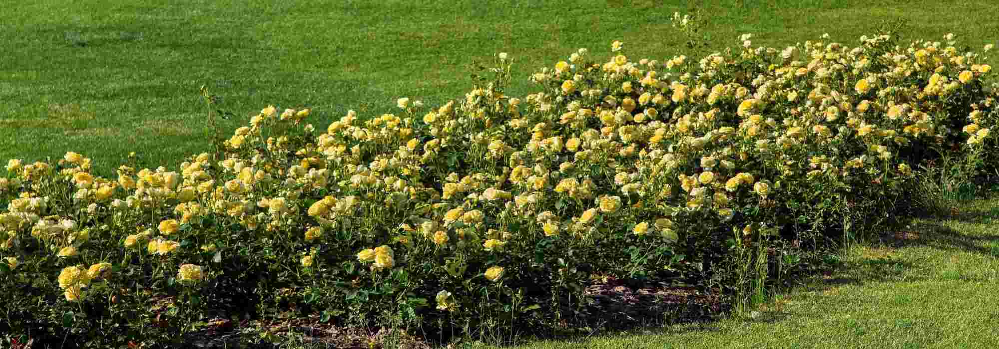 6 rosiers couvre-sol à fleurs jaunes