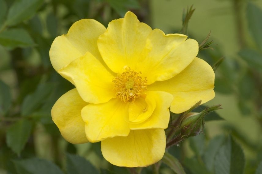 rosier grimpant à fleurs jaune vif