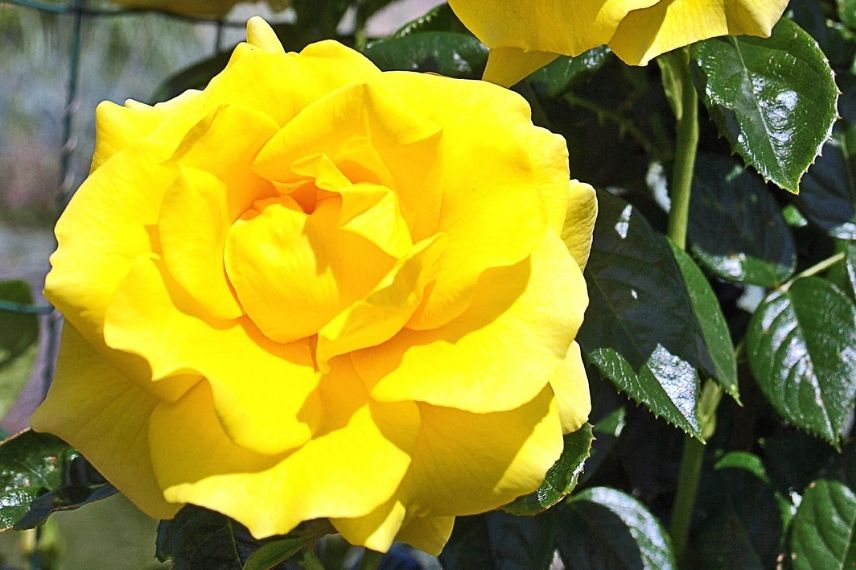 rosier grimpant à fleurs jaunes semi-doubles