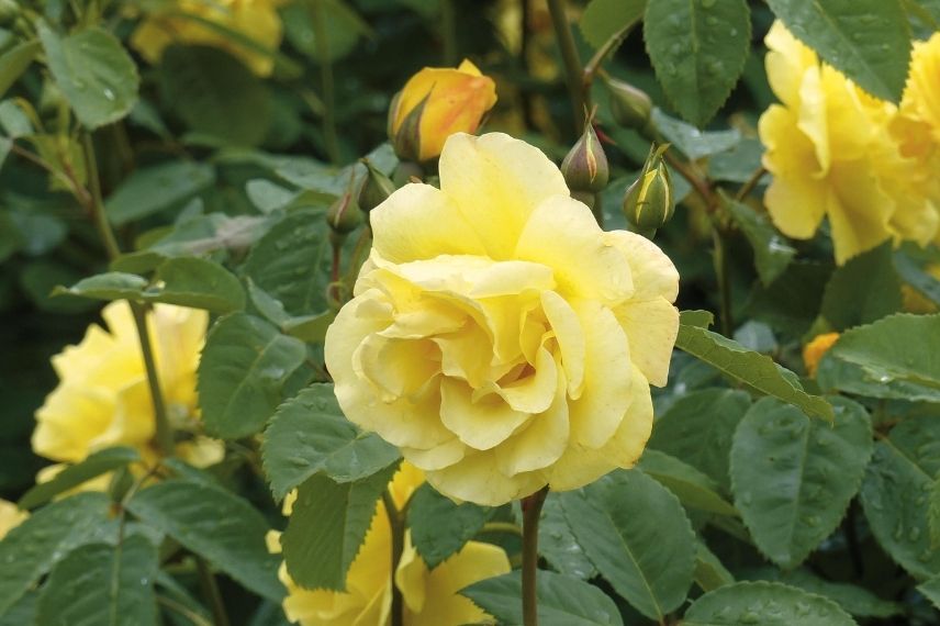 rosier grimpant à fleur jaune parfumée