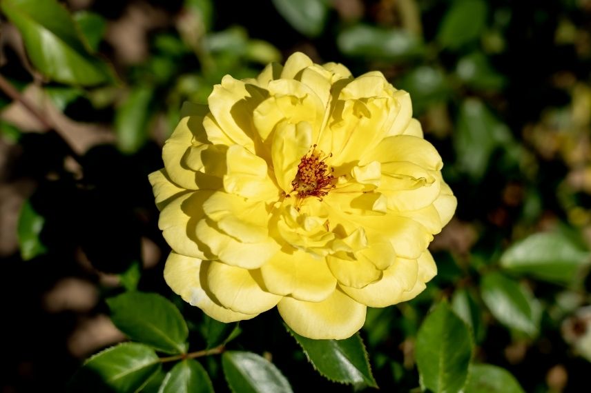 rosier grimpant à fleurs jaune crème abricot