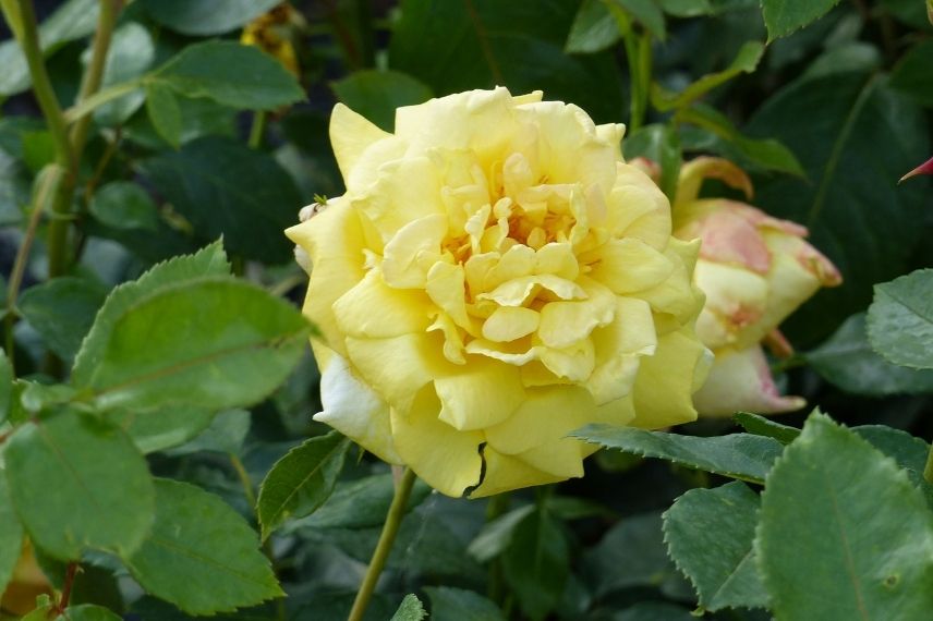 rosier grimpant à fleurs jaune doré cuivré