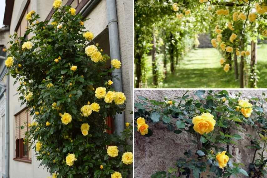 rosier grimpant jaune sur façade