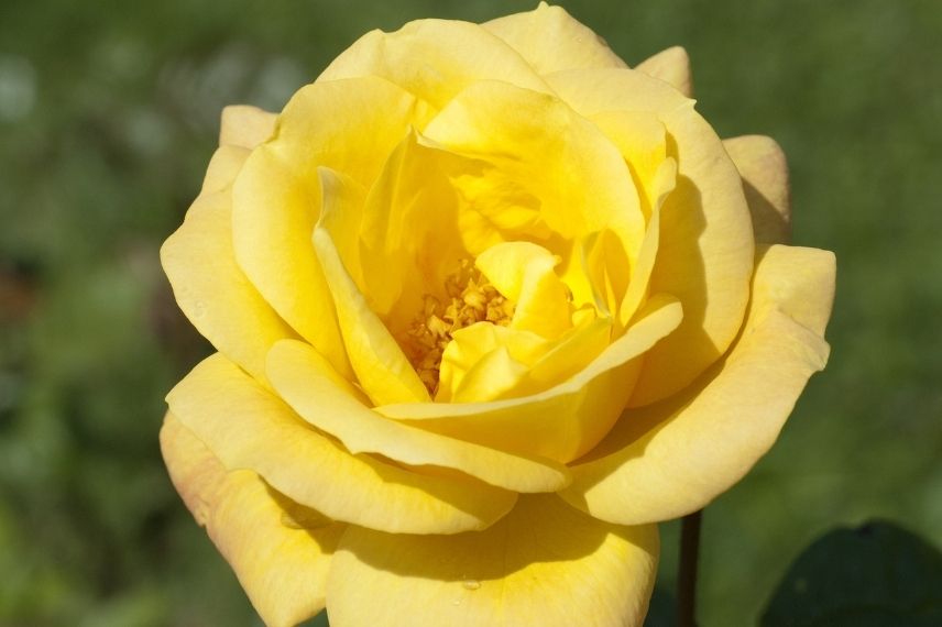 rosier à grandes fleurs parfumées jaune pâle