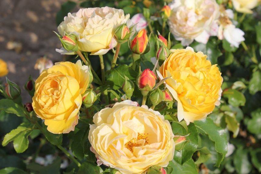 rose jaune parfumée