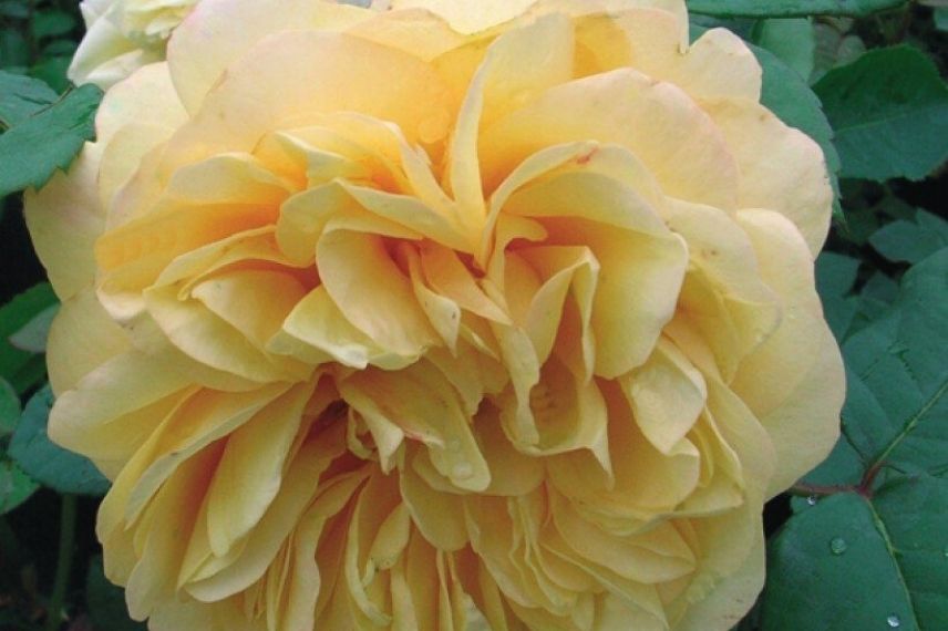 rosier ancien à fleurs jaunes très parfumées