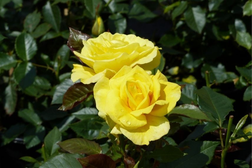 rosier à floraison précoce jaune et parfumée