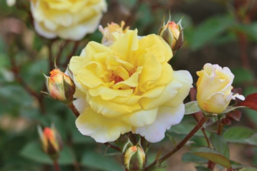 rosier jaune odeur d'agrumes