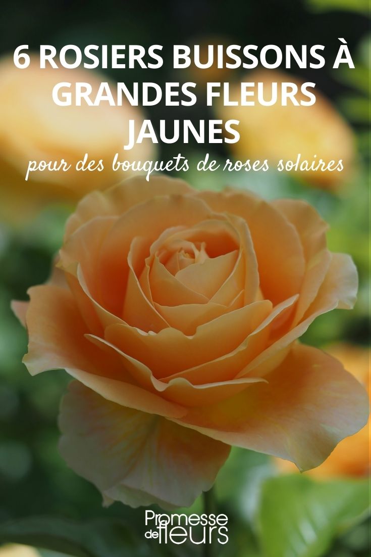 Grandes fleurs jaune-rose parfumées Rosier buisson Racines nues Hauteur 22cm RosaBroceliande