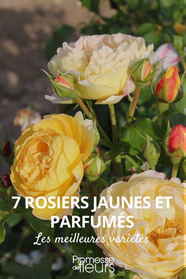 rosiers jaunes parfumés