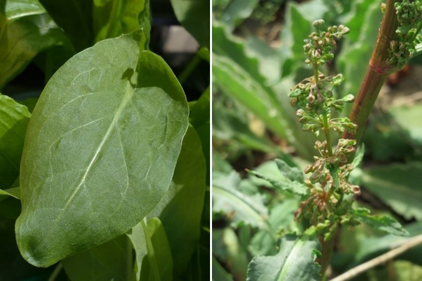 rumex - oseille