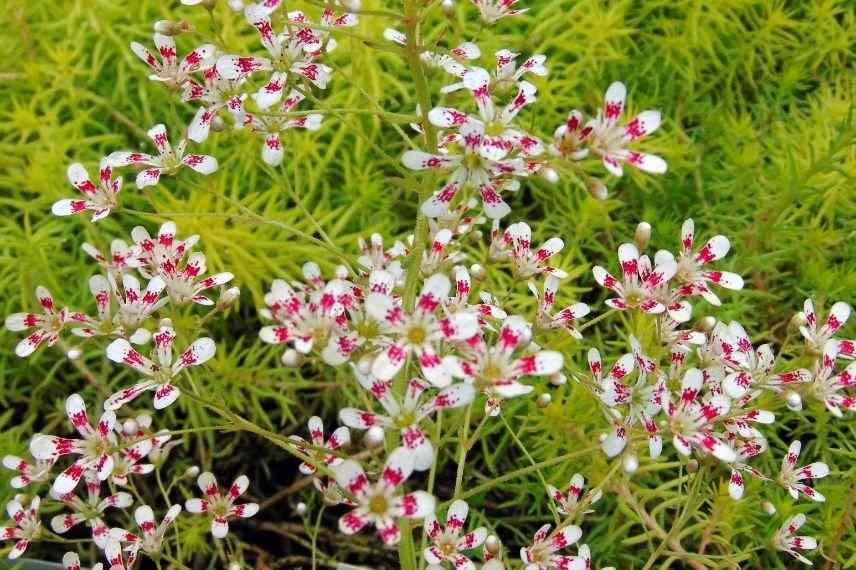 saxifrage balcon venté