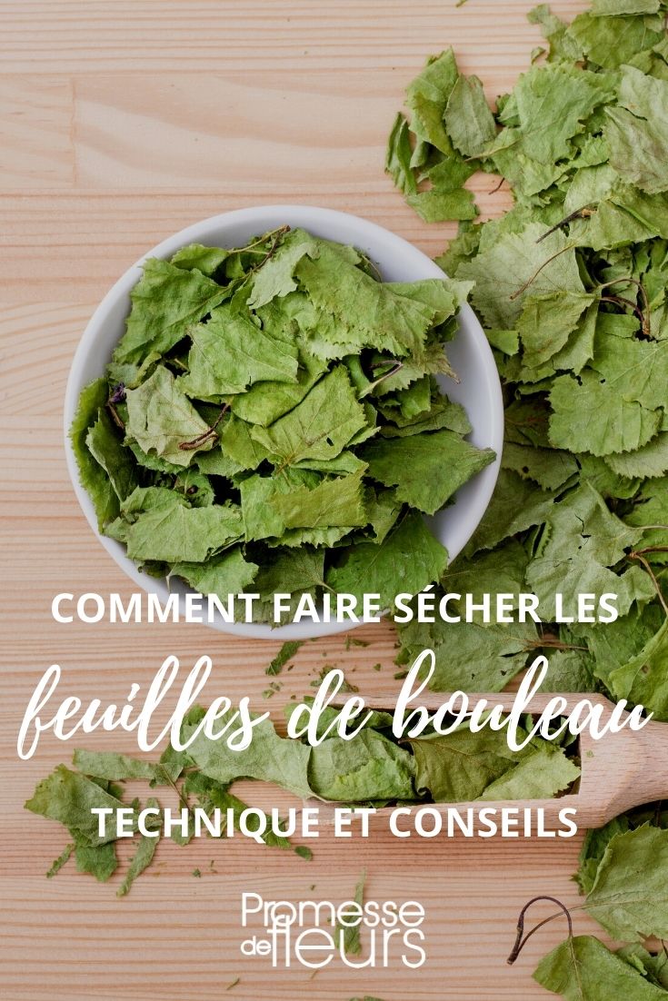 sécher feuilles bouleau