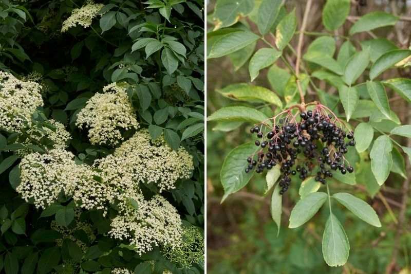 sureau noir feuillage floraison