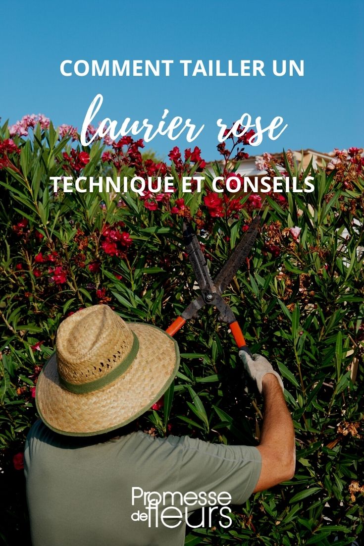 tailler laurier rose