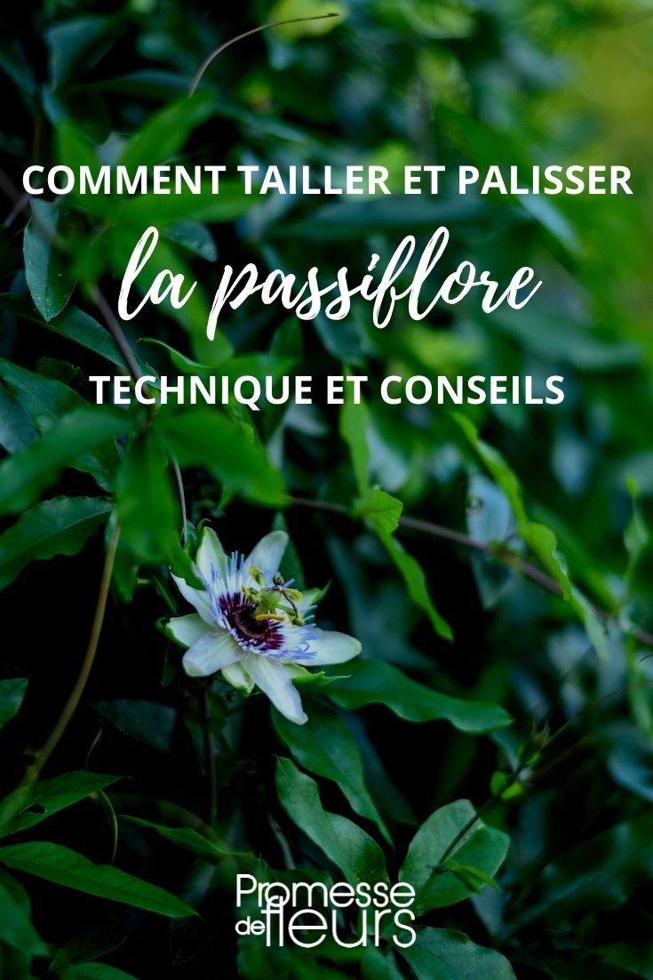 tailler palisser passiflore