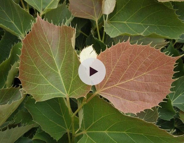 Tilleul de Henry : un arbre original et élégant