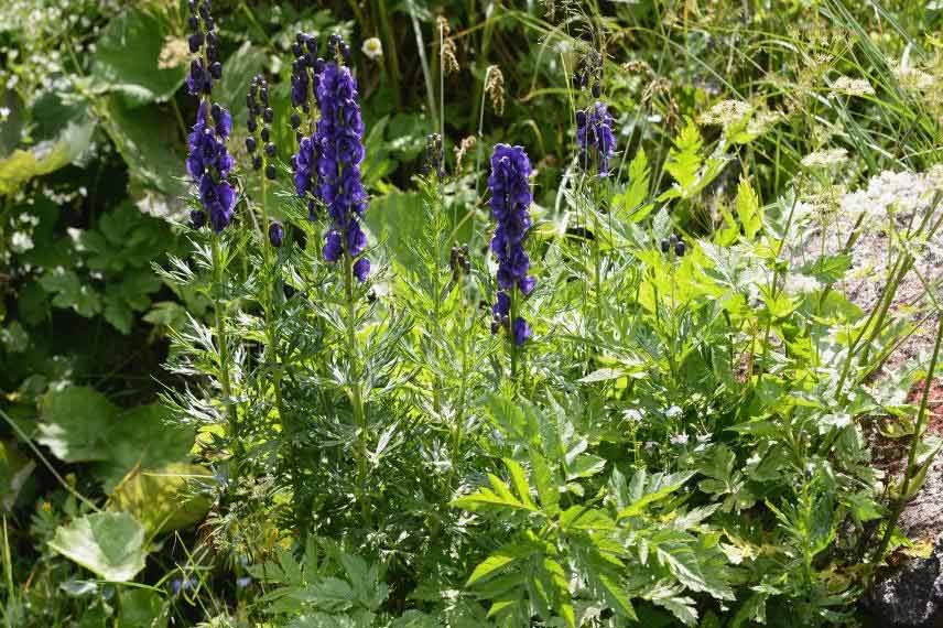 vivaces toxiques Aconitum napellus